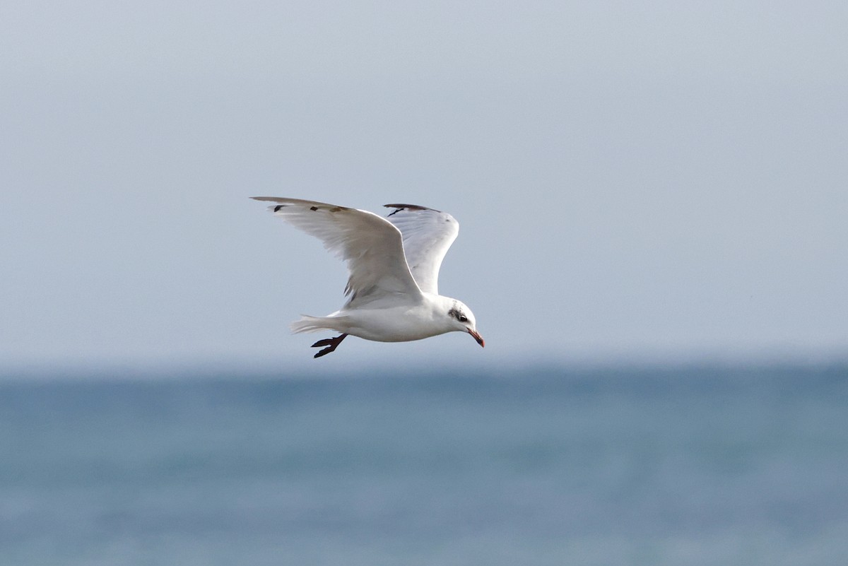 Mediterranean Gull - ML640311644