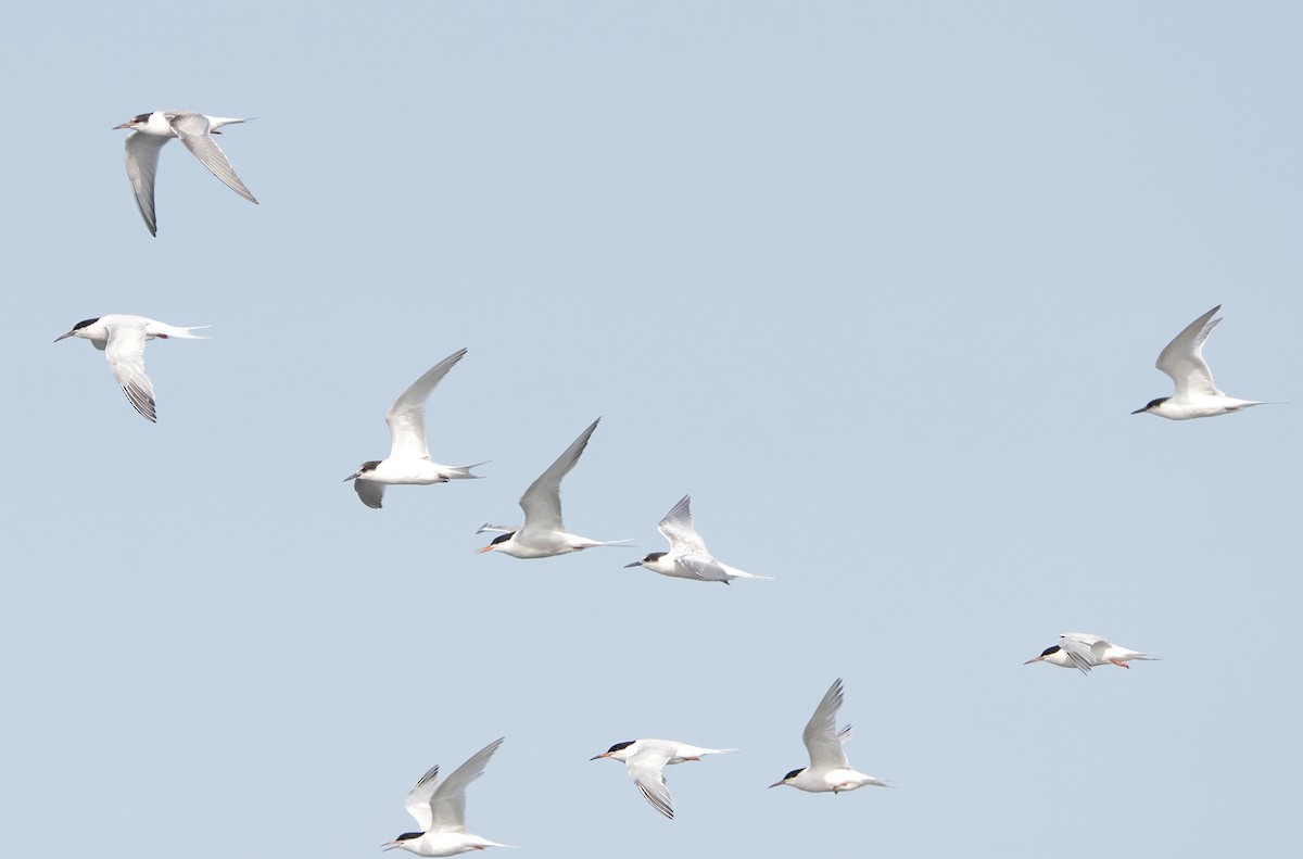 Roseate Tern - ML640311658