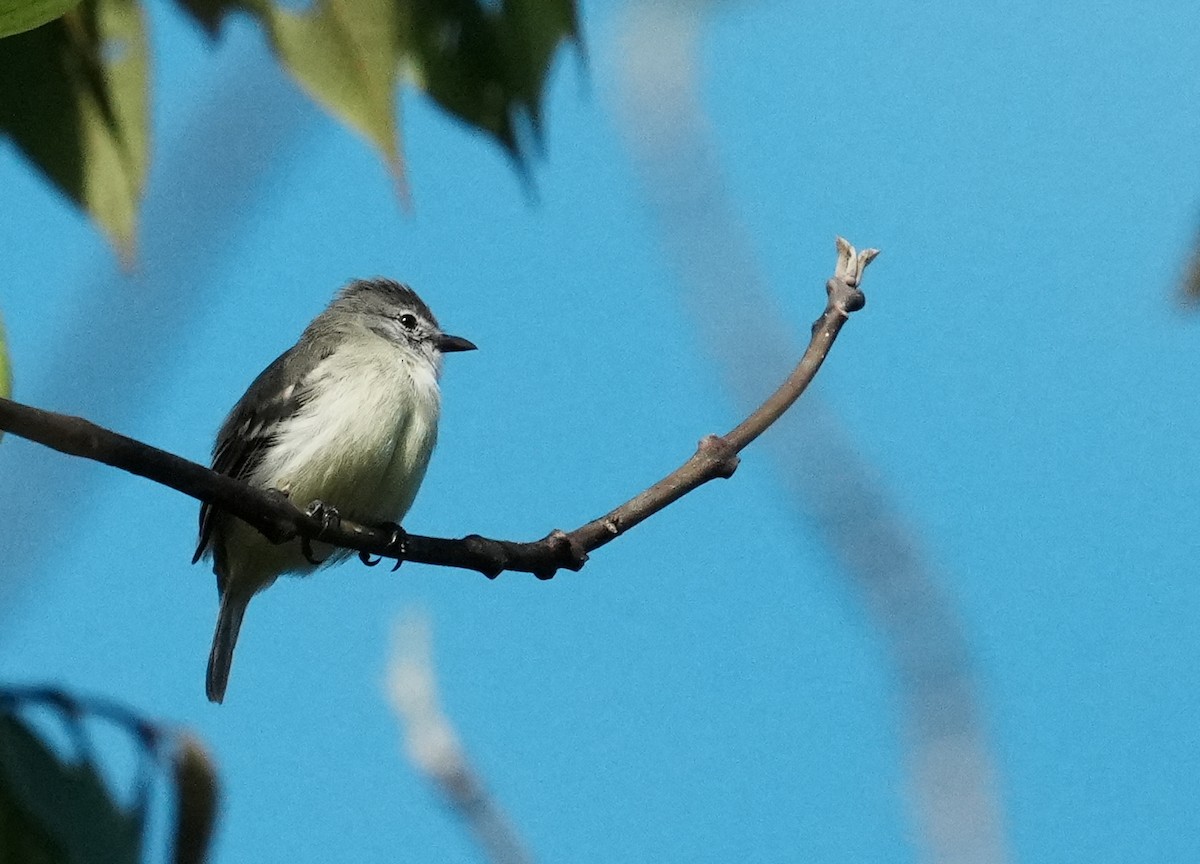 Northern Tropical Pewee - ML640311672