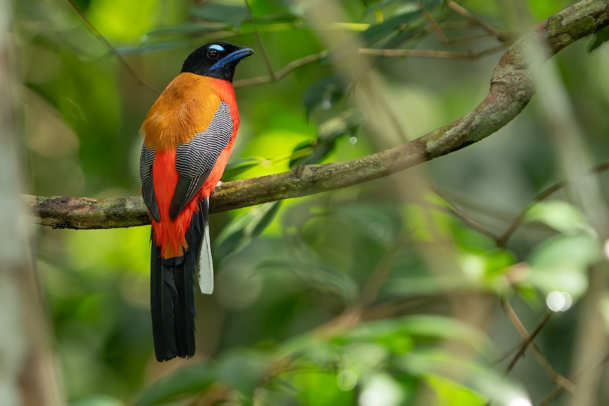 Rotbürzeltrogon - ML640311738
