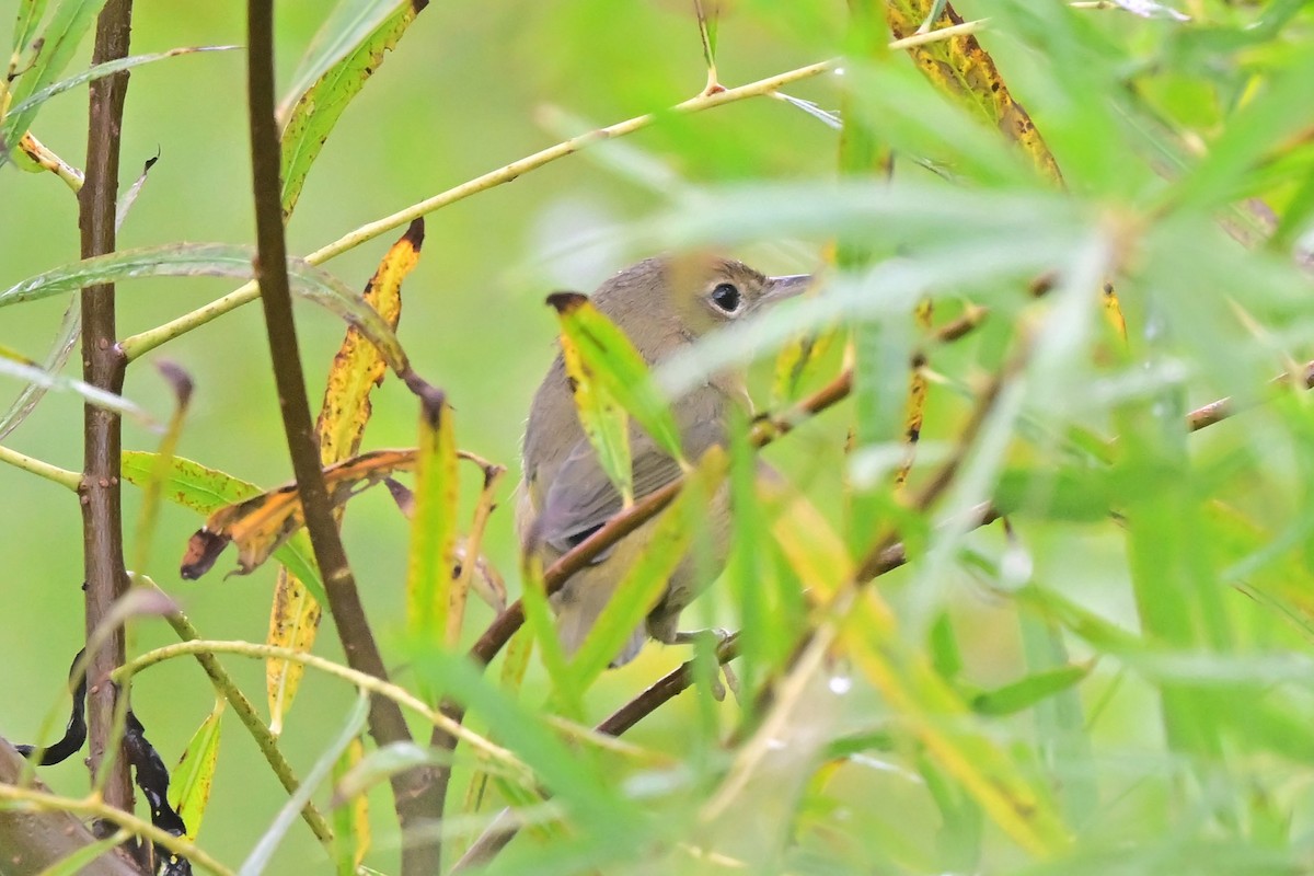 Connecticut Warbler - ML640311742