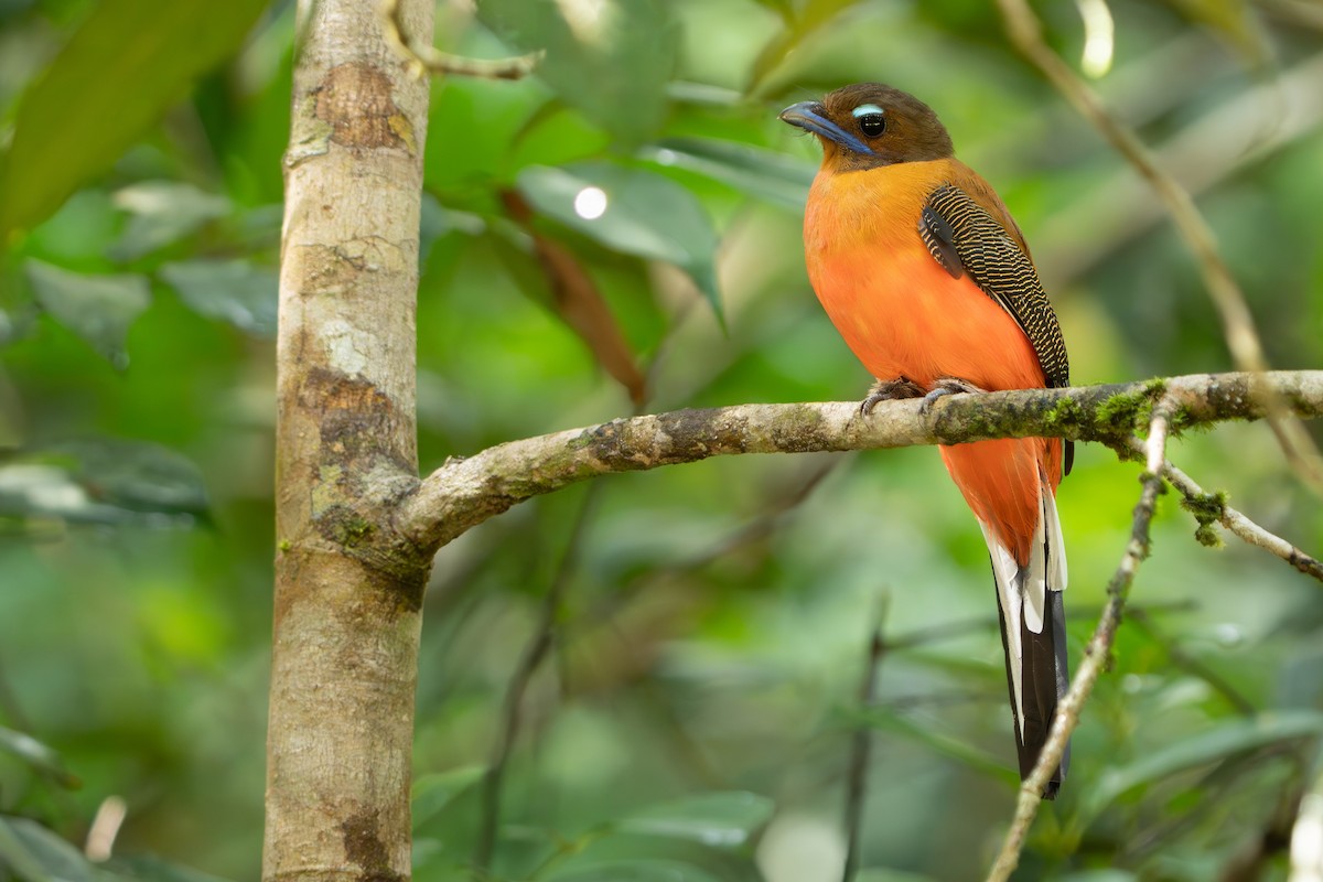 Rotbürzeltrogon - ML640311749