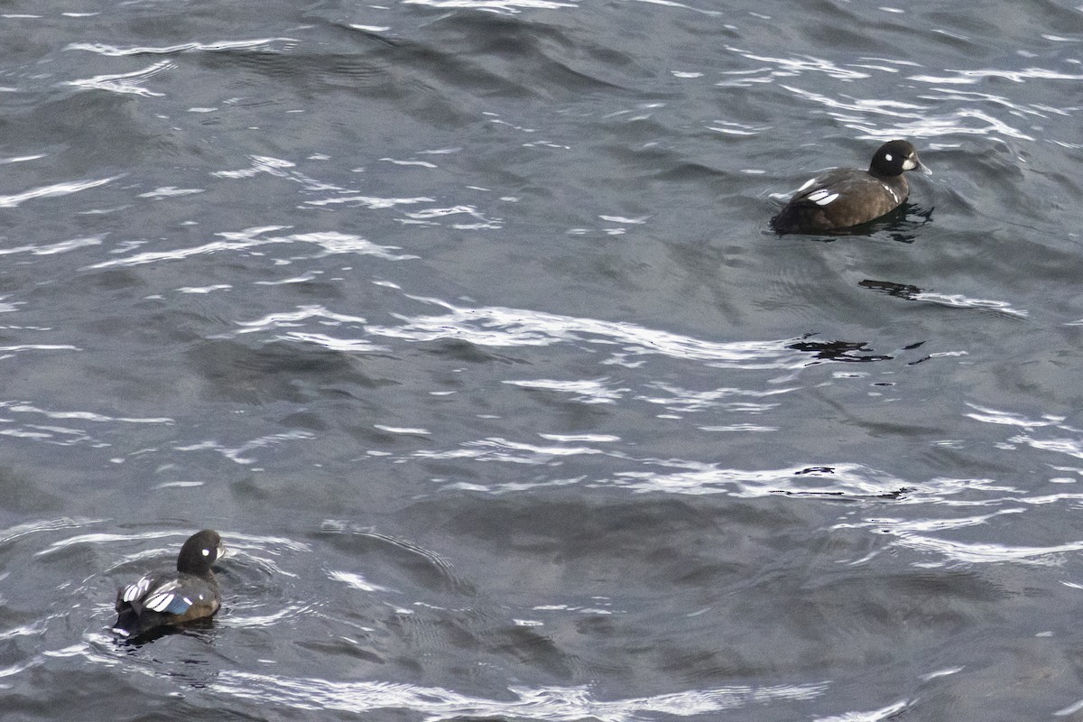 Harlequin Duck - ML640311761