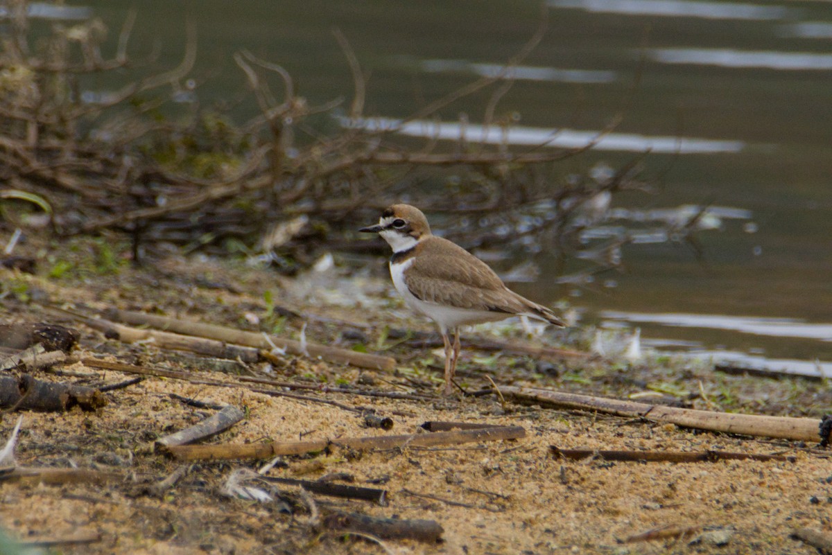Collared Plover - ML640311879