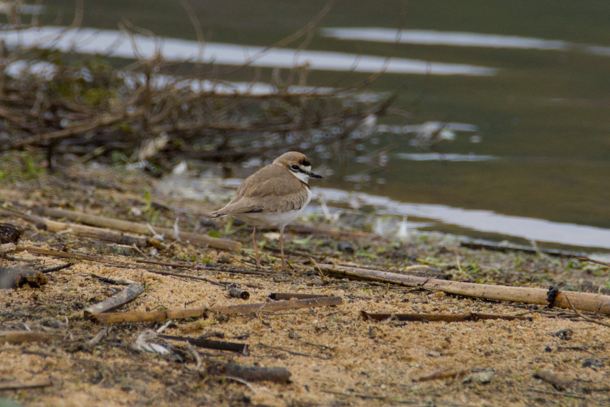 Collared Plover - ML640311880