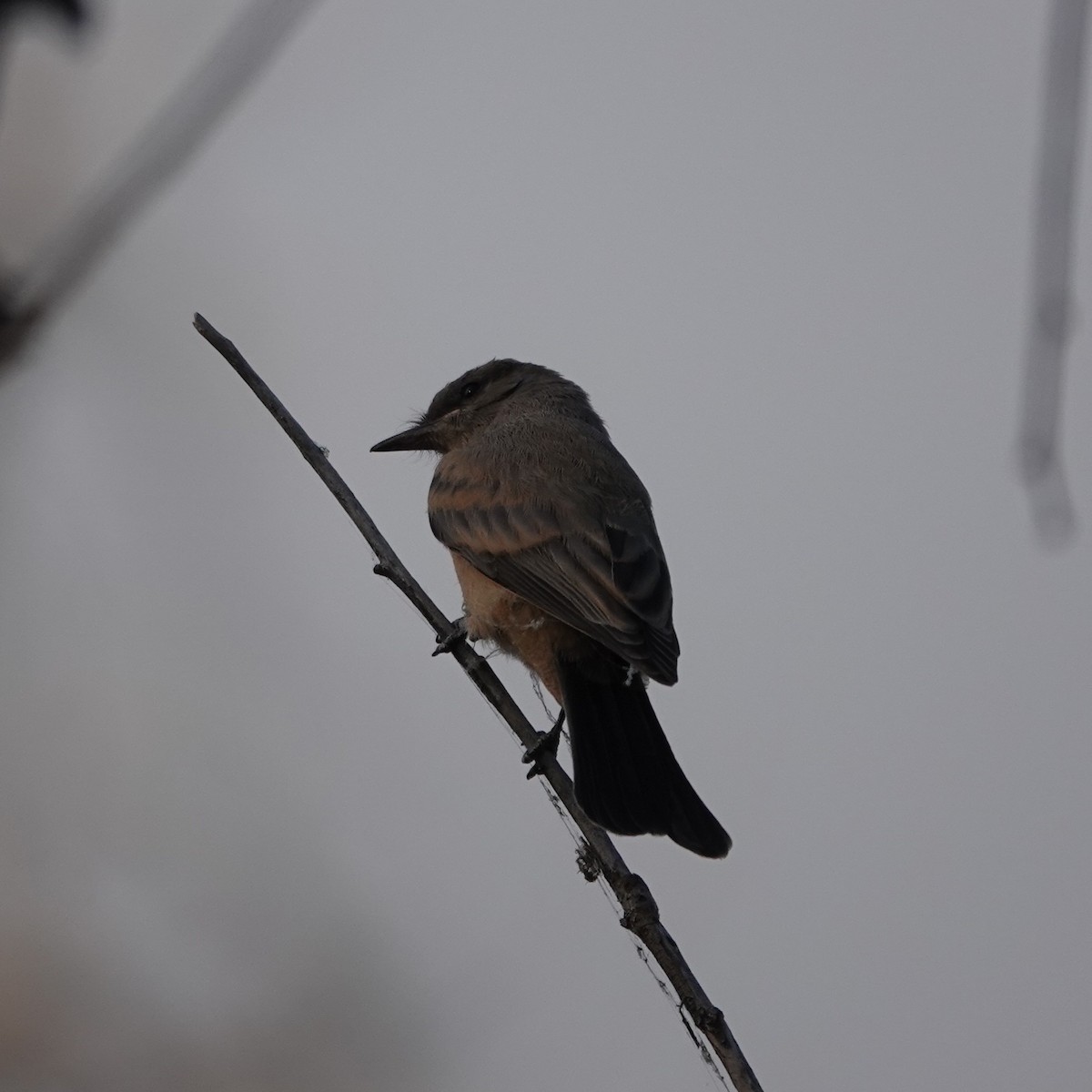 Say's Phoebe - ML640311974