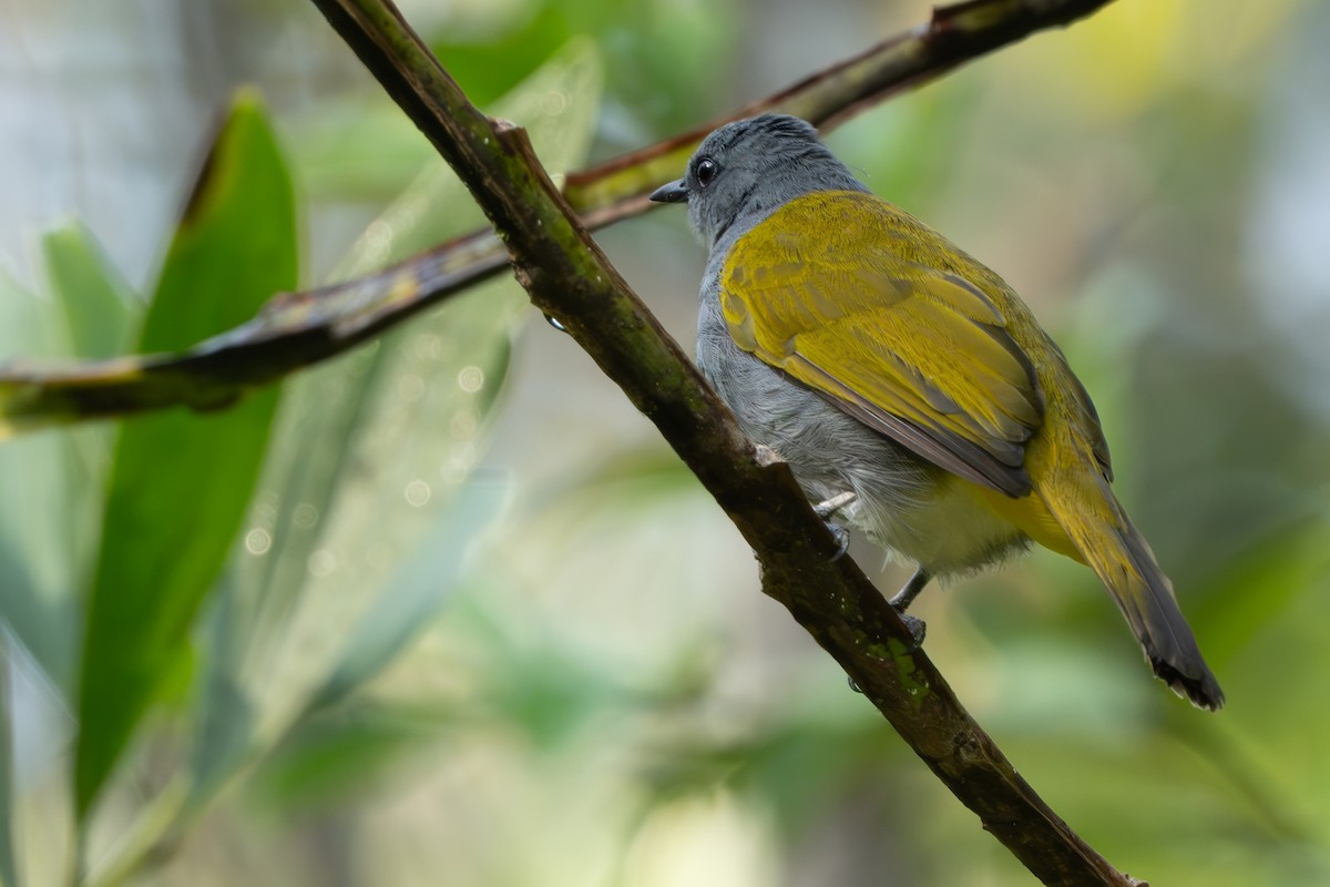 Gray-bellied Bulbul - ML640311976