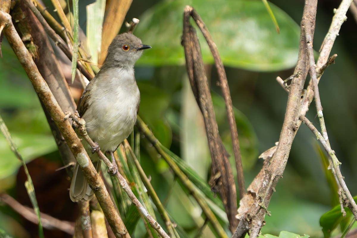 Spectacled Bulbul - ML640312000