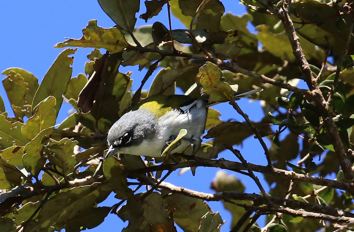 ハジロアメリカムシクイ - ML640312010