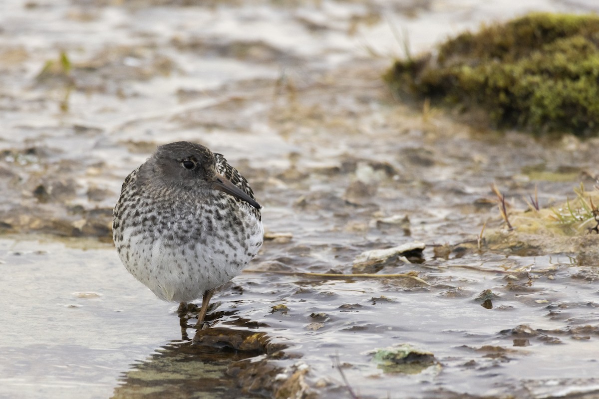 Purple Sandpiper - ML640312025