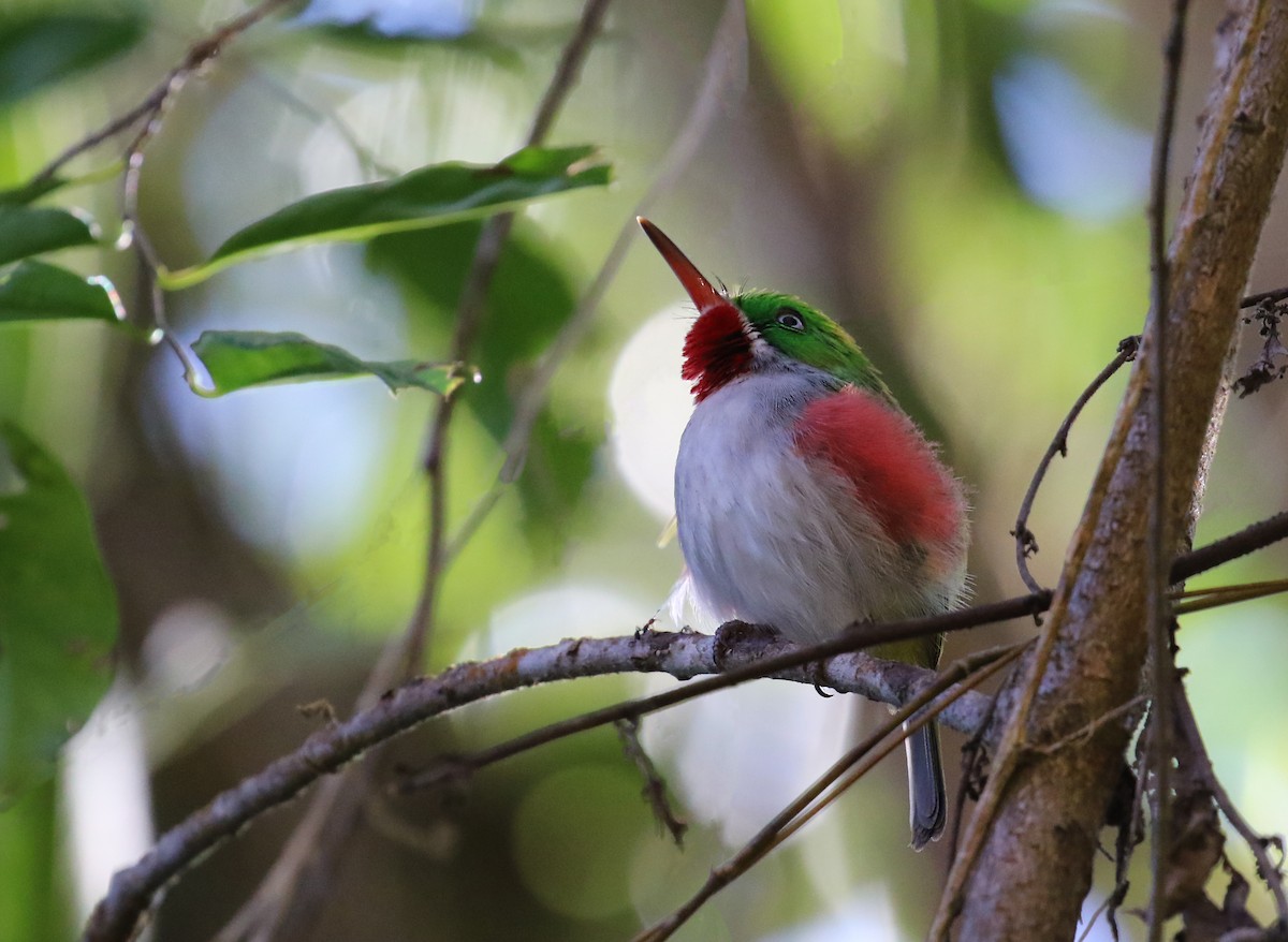 Narrow-billed Tody - ML640312026