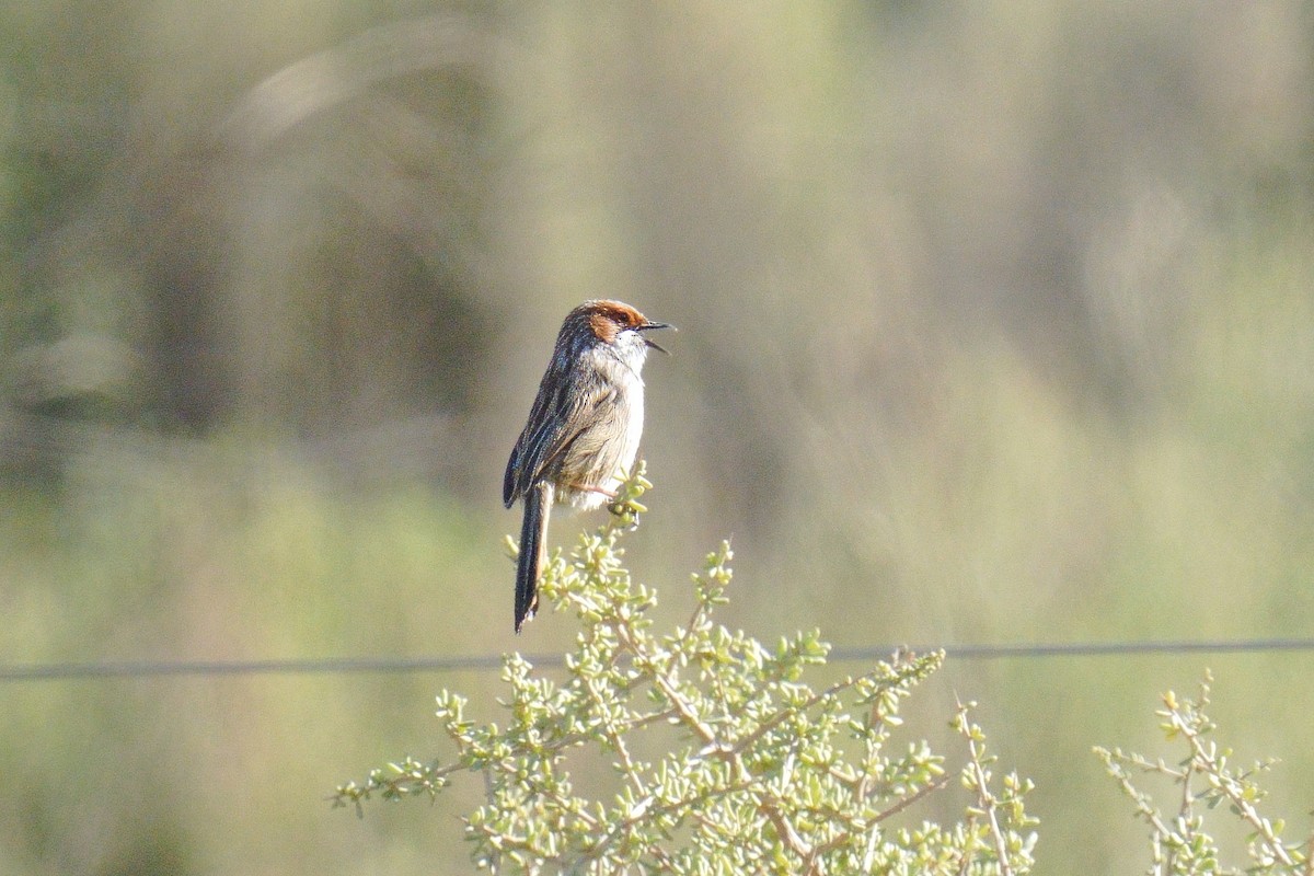 Rufous-eared Warbler - ML640312028