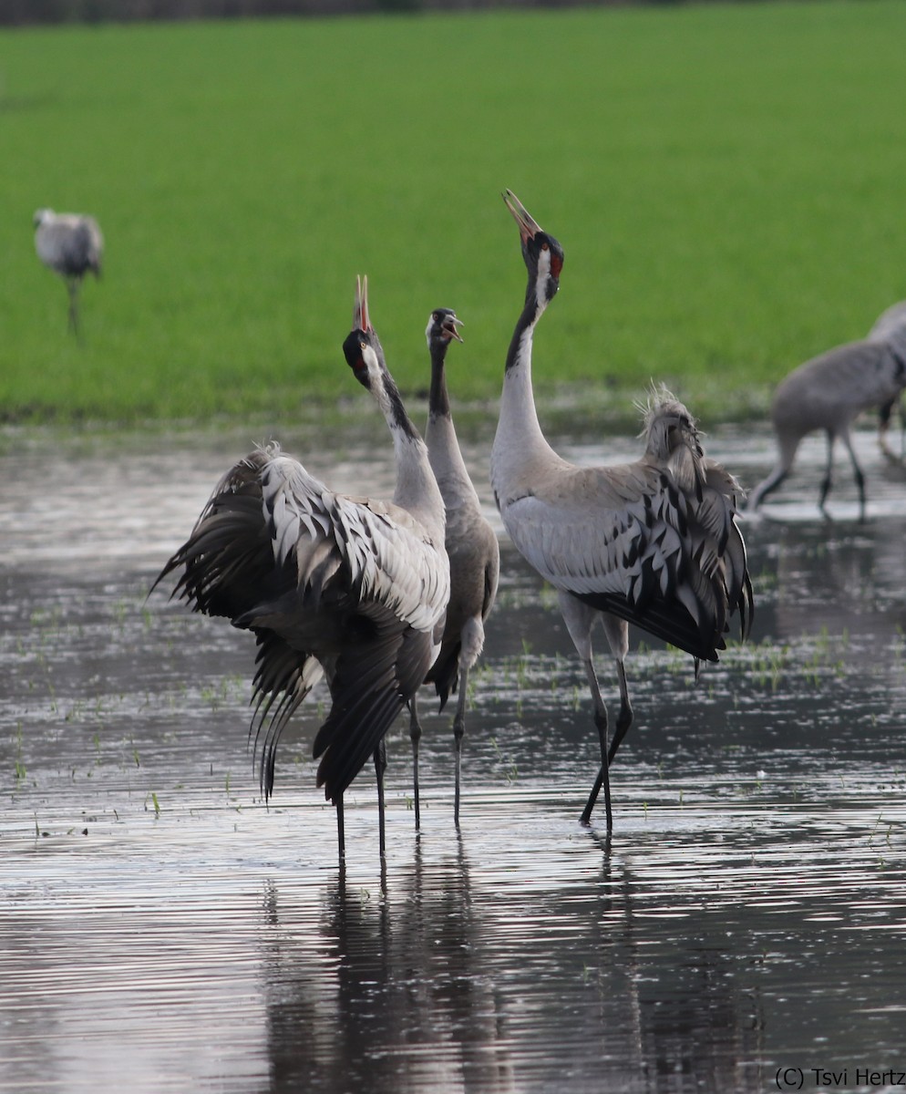 Common Crane - ML640312073