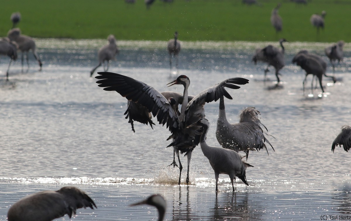 Common Crane - ML640312075