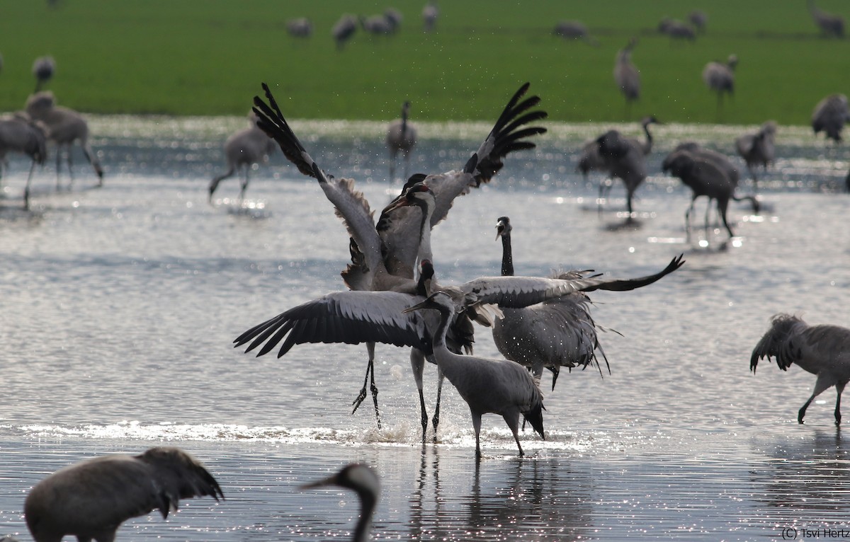 Common Crane - ML640312076