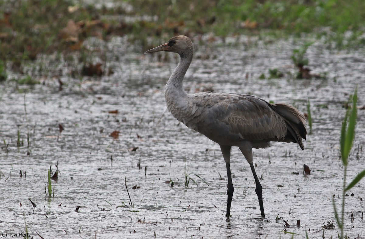 Common Crane - ML640312079