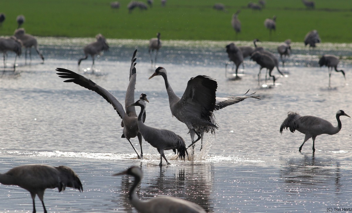 Common Crane - ML640312080