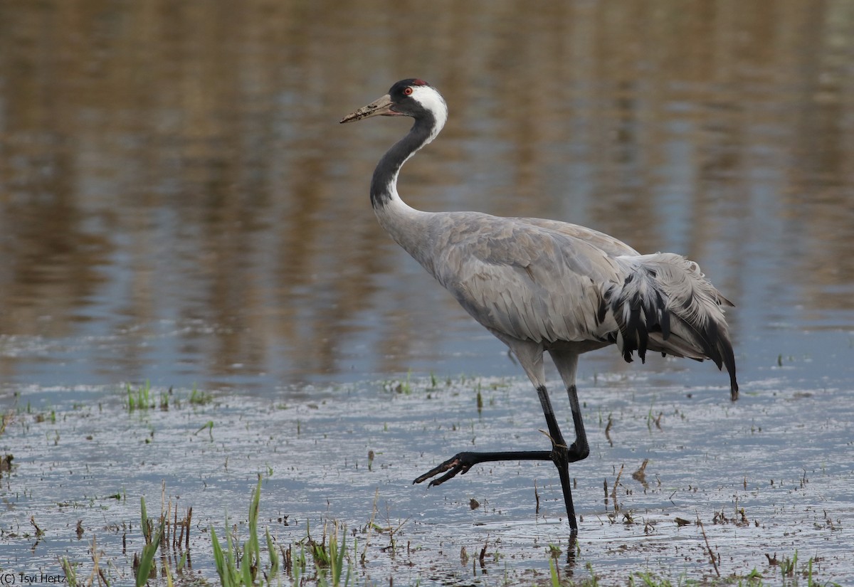 Common Crane - ML640312081