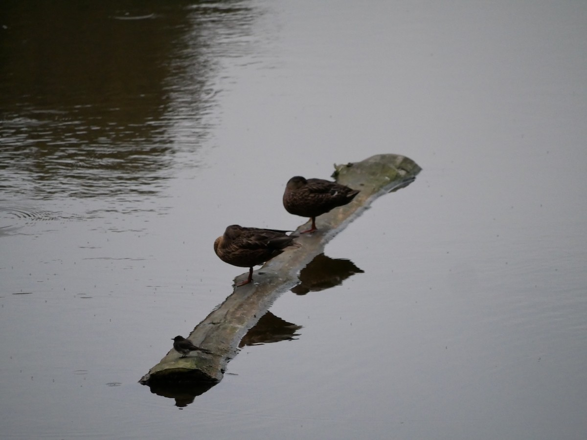 Stockente - ML640312115