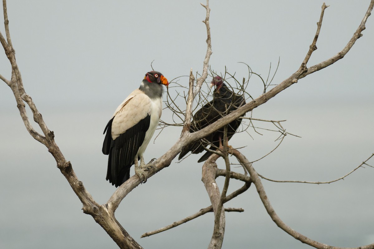 King Vulture - ML640312128