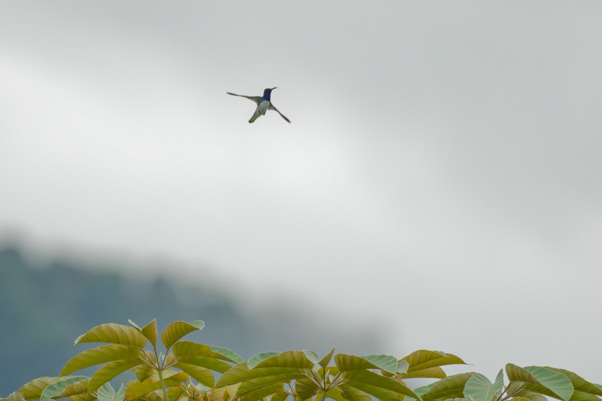 White-necked Jacobin - ML640312143