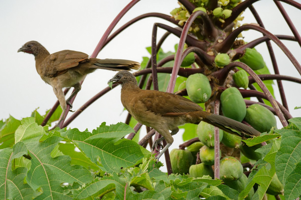 Gray-headed Chachalaca - ML640312152