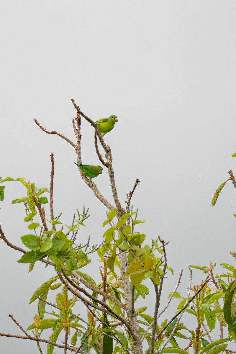 Orange-chinned Parakeet - ML640312164