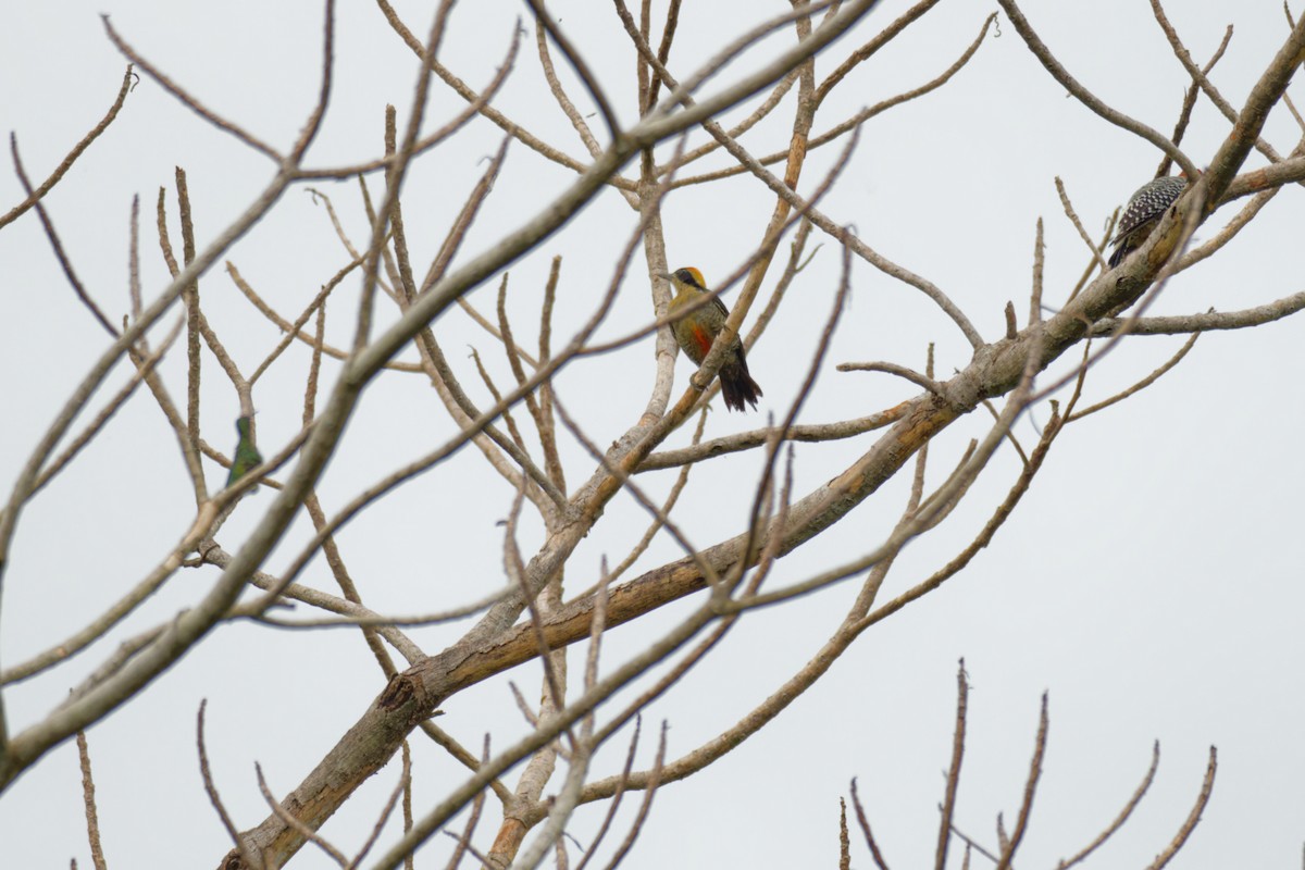 Golden-naped Woodpecker - ML640312179