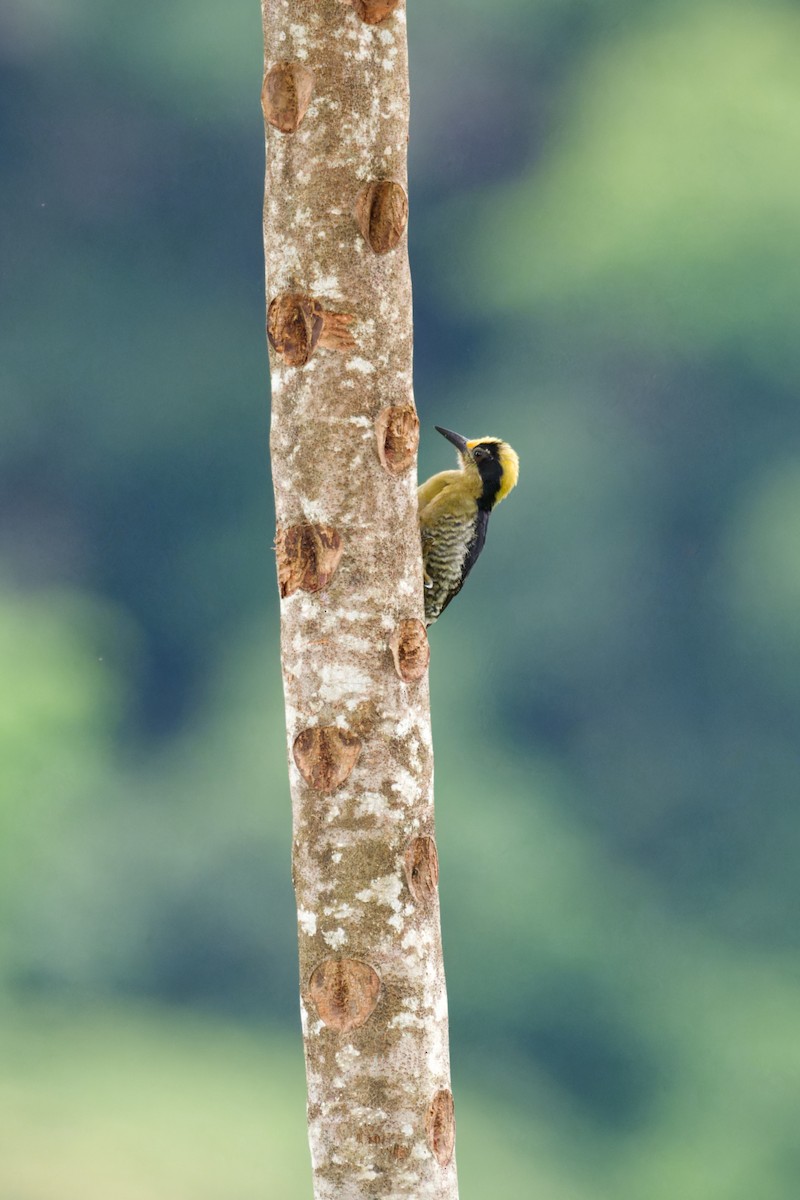 Golden-naped Woodpecker - ML640312180