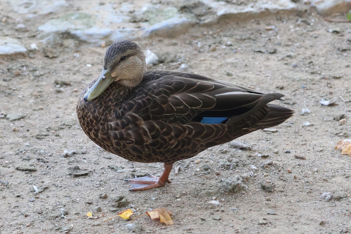 American Black Duck - ML640312186