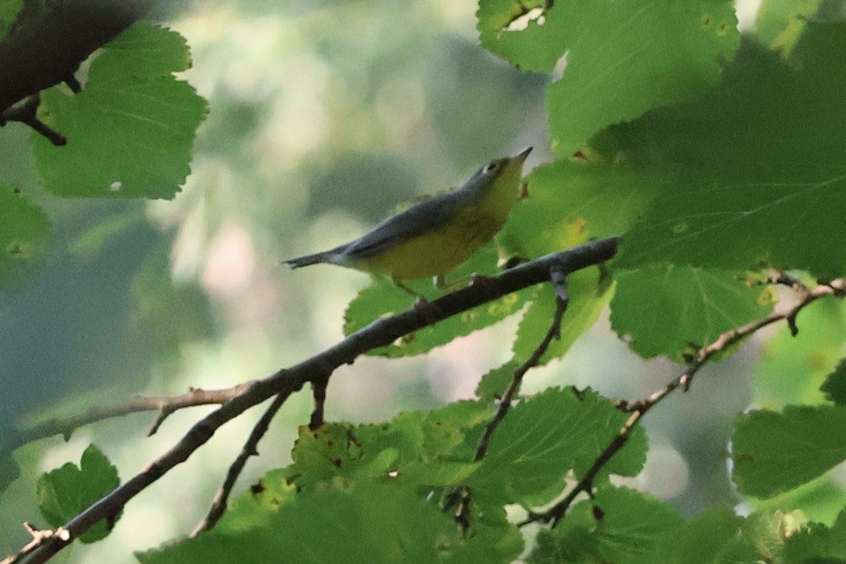 Canada Warbler - ML640312189