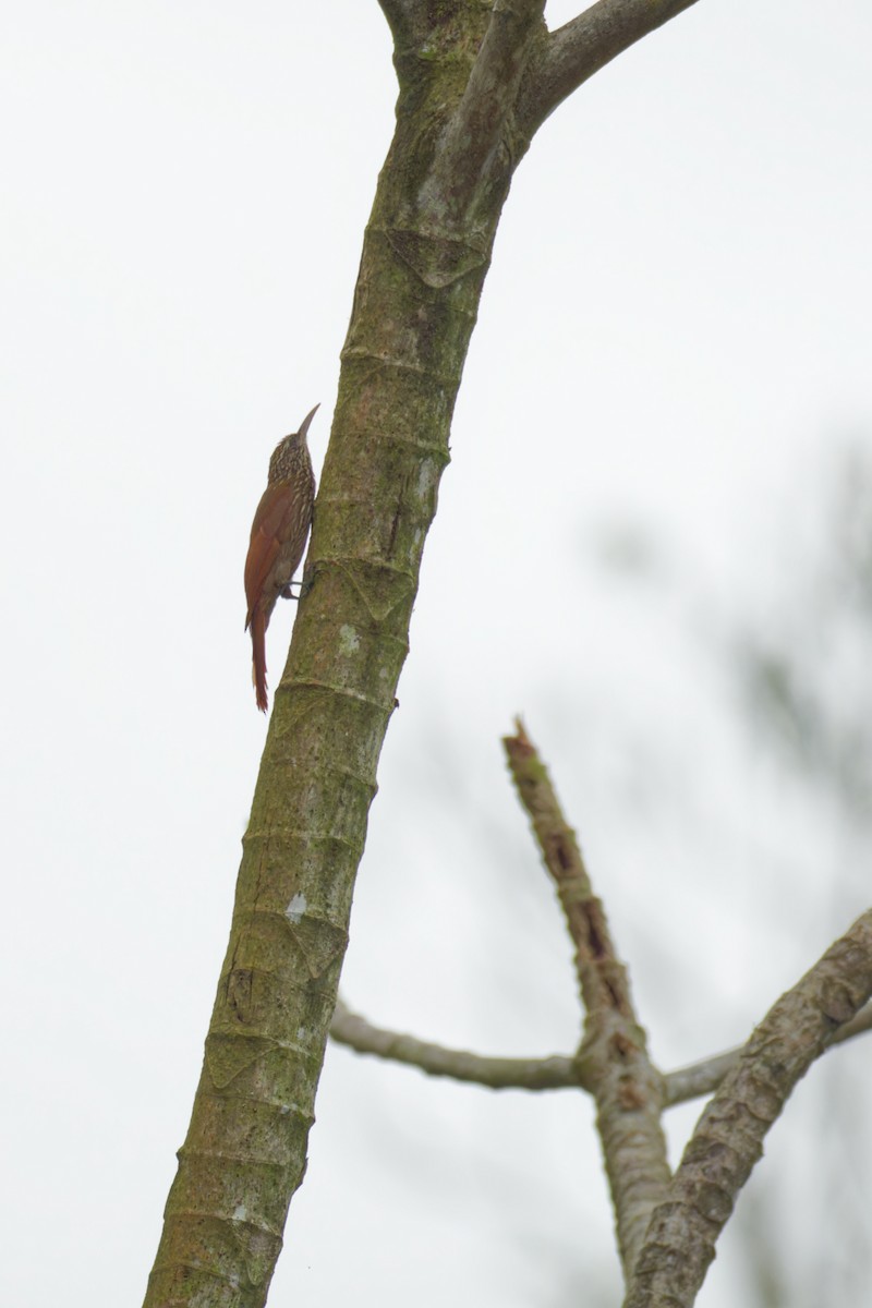 Streak-headed Woodcreeper - ML640312192