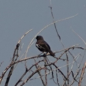 Lark Bunting - ML640312216