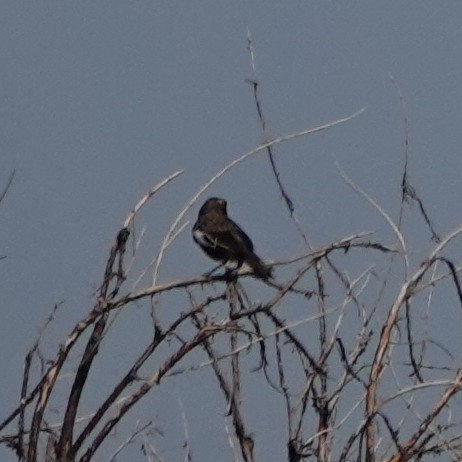 Lark Bunting - ML640312217