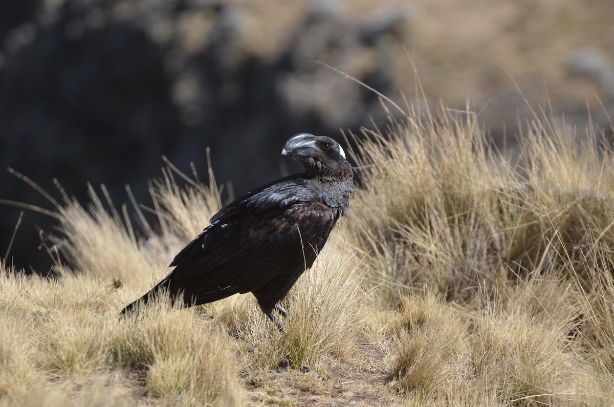 Corbeau corbivau - ML640312228