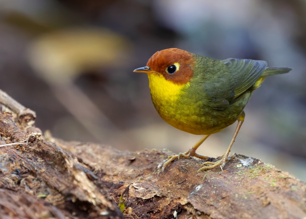 Chestnut-headed Tesia - ML640312231