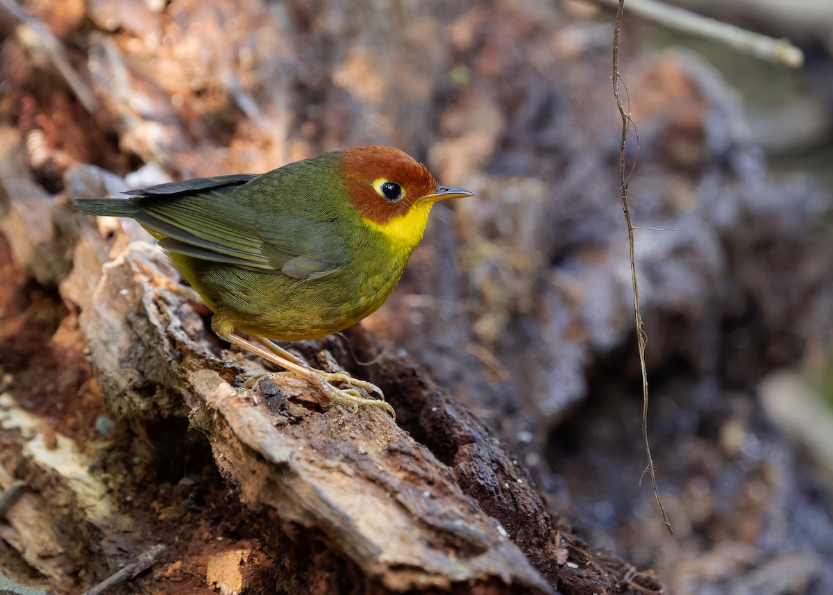 Chestnut-headed Tesia - ML640312232