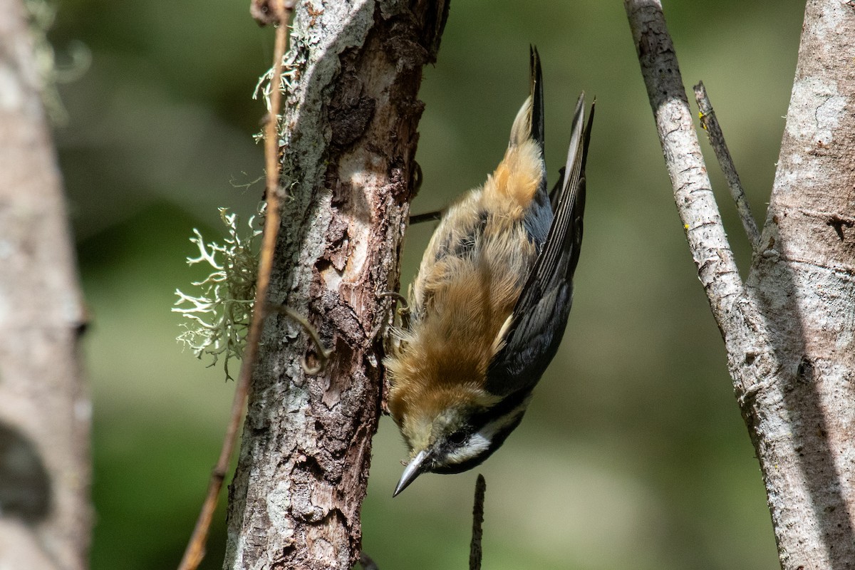 Red-breasted Nuthatch - ML640312235