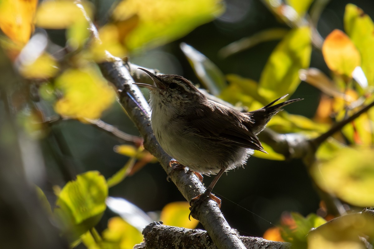Bewick's Wren - ML640312247