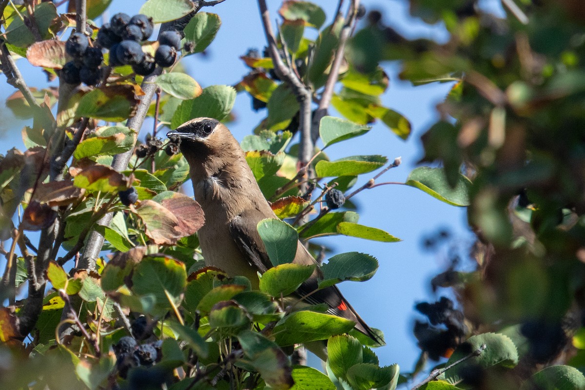 Cedar Waxwing - ML640312256