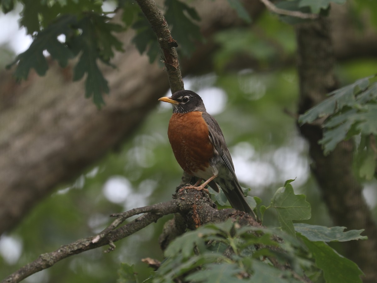 Zozo papargorria - ML640312275