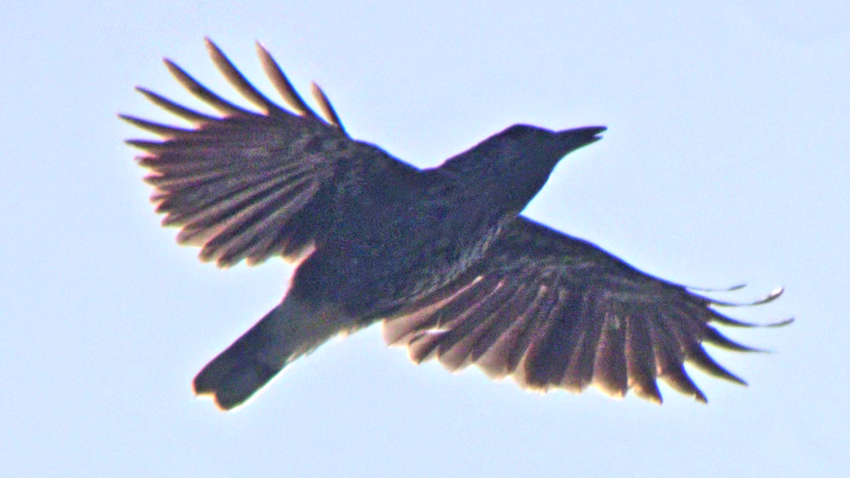 Northern Nutcracker - ML640312297