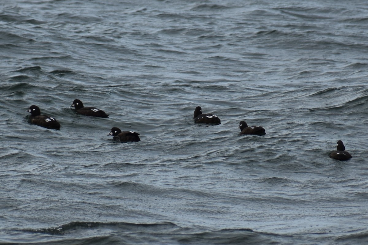Harlequin Duck - ML640312341
