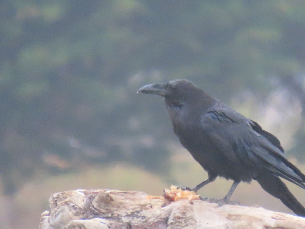 Grand Corbeau - ML640312364