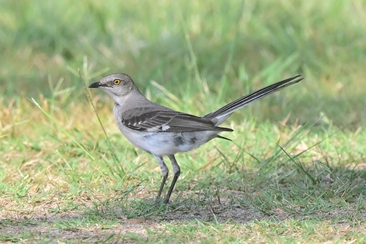 Northern Mockingbird - ML640312430