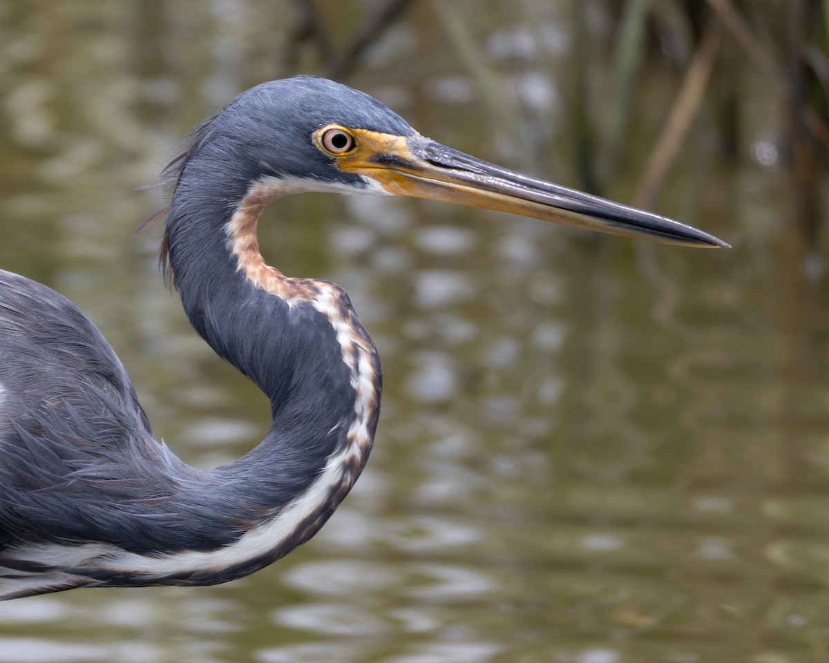 Tricolored Heron - ML640312440