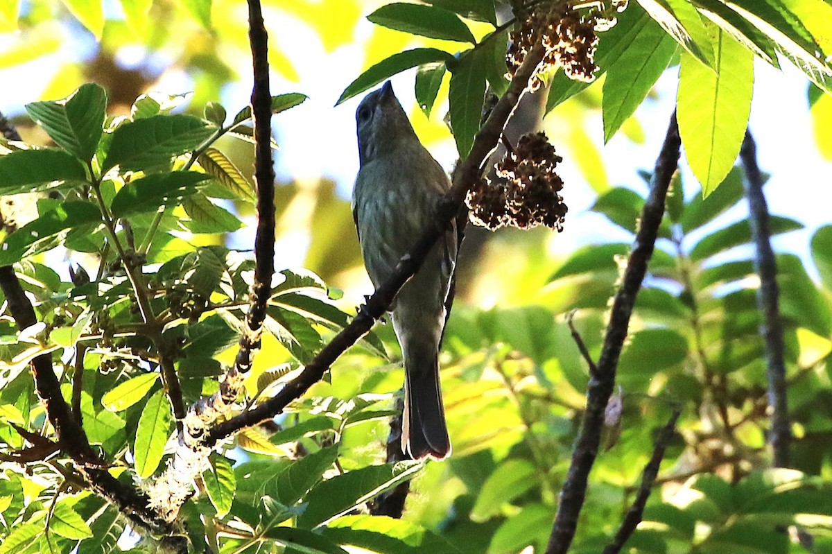 Palmchat - ML640312474