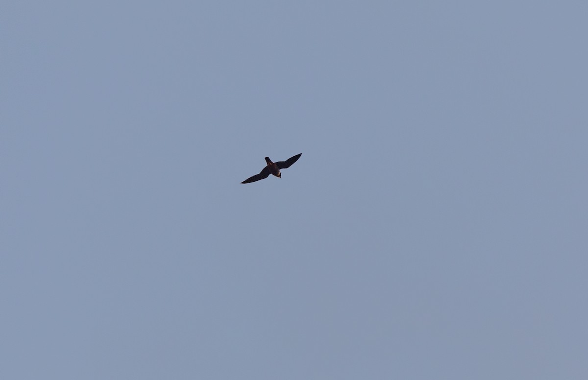 Bat Falcon - ML640312476