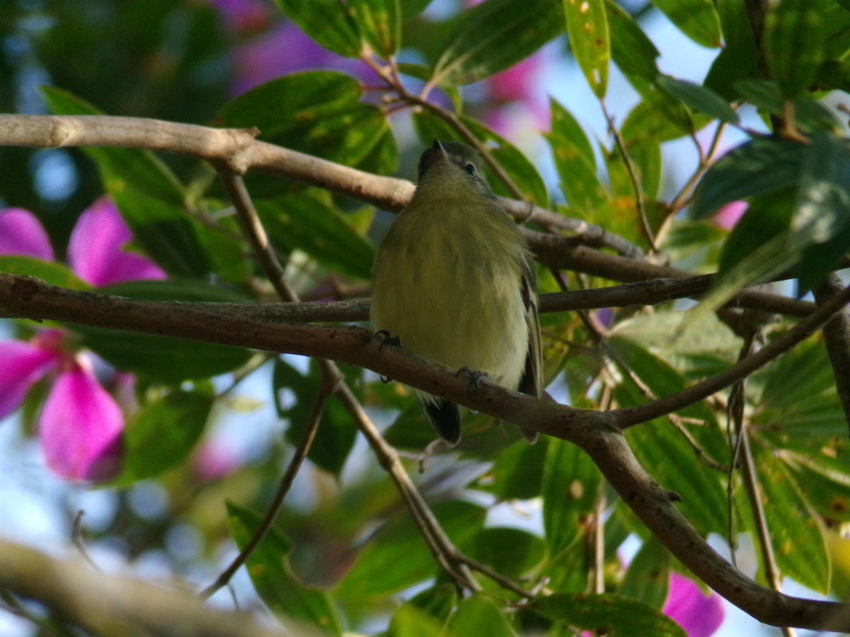 Greenish Tyrannulet - ML640312502