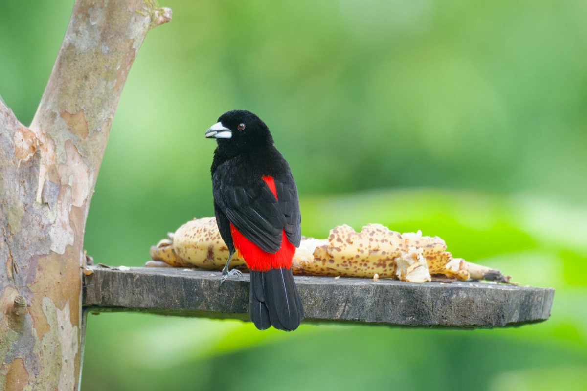 Scarlet-rumped Tanager - ML640312514